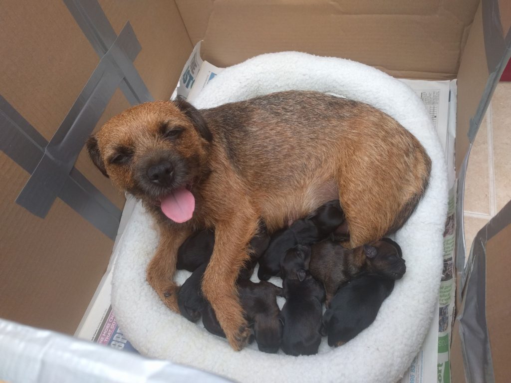 Photo of Holly with her puppies at 20 hrs old