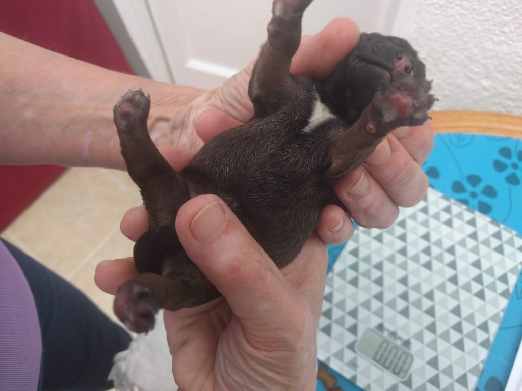Photo of puppy being identified at 20 hrs old