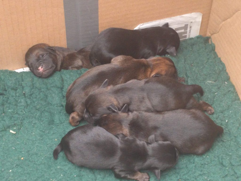 photo of puppies at 1 day old
